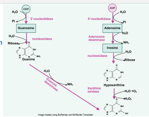 <p>1) GMP converted to Guanosine from hydration reaction and loss of phosphate by 5’-nucleotidase</p><p>2) Guanosine is converted to Guanine from hydration and loss of ribose by nucleosidase</p><p>3) Guanine is converted to xanthine by hydration and removal of NH3 by enzyme guanine deaminase</p>