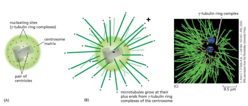 <p>Centrosome Structure</p>