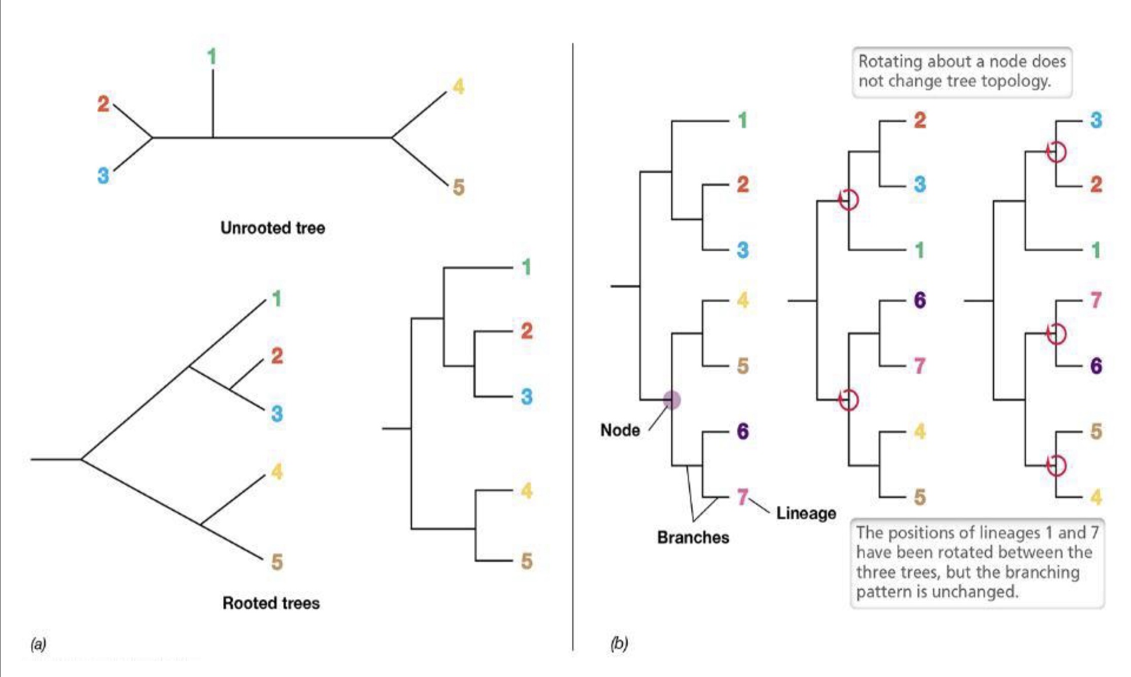 <p>Composition and construction that depicts evolutionary history and resembled family tree</p><ul><li><p>composed of nodes and branches</p></li><li><p>Branch tips → species that exist today</p></li><li><p>Nodes → ancestor diverged into 2 lineages</p></li><li><p>Branch length →  # of changes that have occurred along the branch</p></li></ul><p></p>