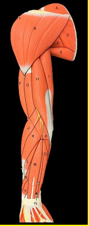 <p>Label A-V. (not all letters included alphabetically)</p>