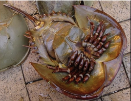 <p>what is the phylum/subphylum and class of this organism</p>