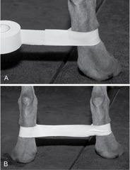 <p>used to prevent splaying of limbs, medial shoulder instability, or caudoventral hip luxation</p>