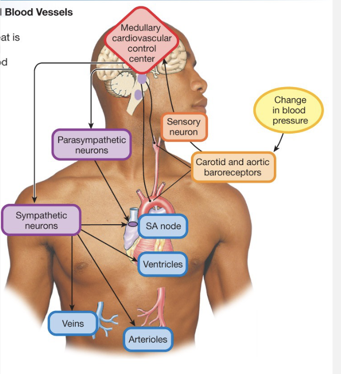 <p><strong>Feedback Loops</strong></p><p><strong>Sensors</strong></p><ul><li><p>baroreceptors: pressure</p></li><li><p>increased pressure increases Action Potentials</p></li><li><p>Carotid bodies: in carotid arteries → go to brain</p></li><li><p>Aortic bodies: goes out to body</p></li></ul><p></p>