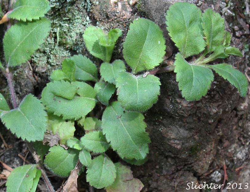 <p>Common speedwell</p>