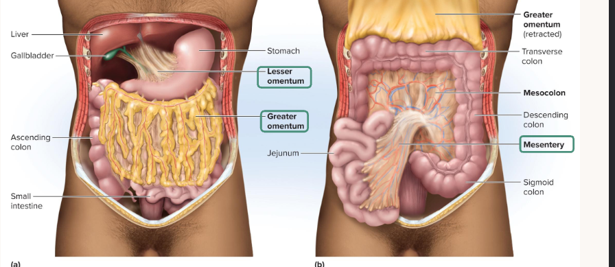 <p>Mesentery - double layer of peritoneum that holds digestive organs in place to abdominal wall + carries their vessels and nerves</p><p>Omentum - a fold of peritoneum for the stomach → greater → from stomach and covers intestines → lesser → connecst stomach to liver</p>