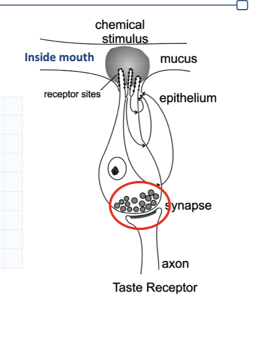 <p><u>Taste Receptor </u></p><ul><li><p><em>releasing to ________ neuron and job of 2nd order neuron to _______ AP</em></p></li></ul><p></p>