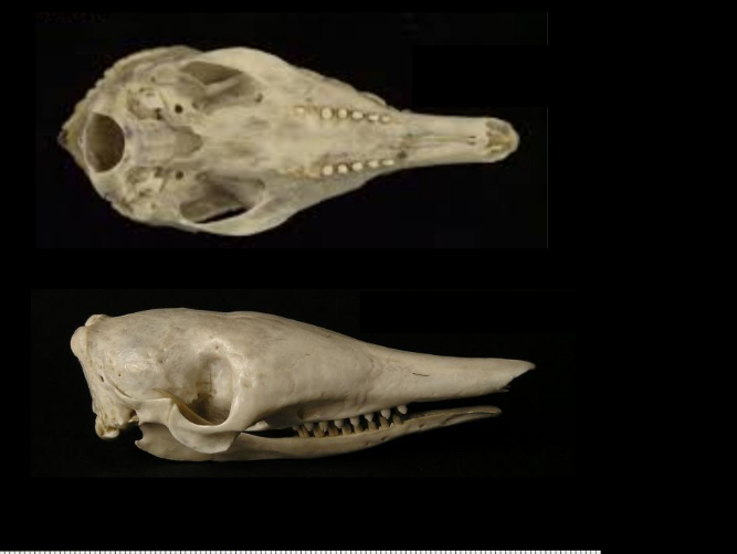 <p>What is the name and taxonomy of the species?</p>