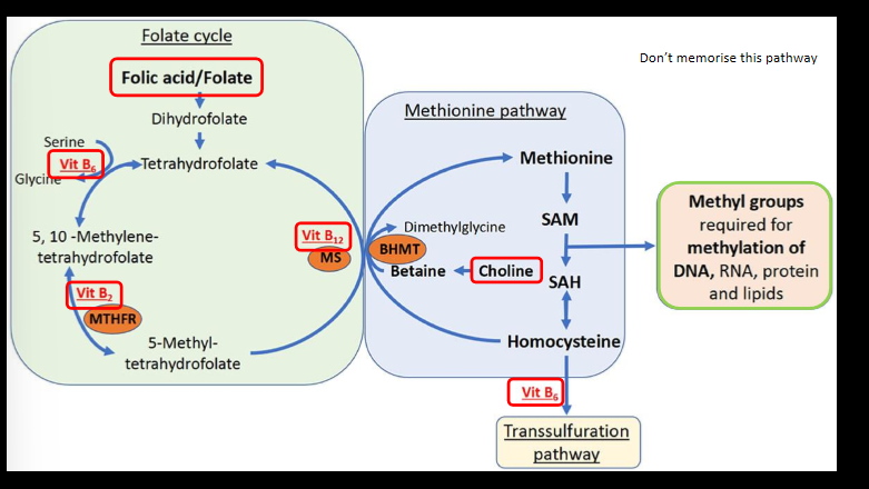 <p>dietary components from our food are funneled into a biochemical pathway (1-c metabolism)that extracts methyl groups and then attaches them to DNA, RNA, and proteins</p>