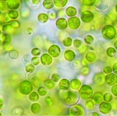 <p>Green algae;</p><p>small, unicellular spheres, cryptic speciation;</p><p>common in freshwater</p>