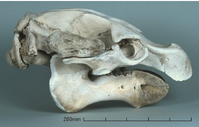 <ul><li><p>manatee</p></li><li><p>tail fluke rounded</p></li><li><p>premaxilla small and only slightly bent downward</p></li><li><p>jugal broadened behind orbit and not in contact with premaxilla</p></li><li><p>cheek teeth with two transverse ridges</p></li><li><p>no incisors</p></li></ul><p></p>
