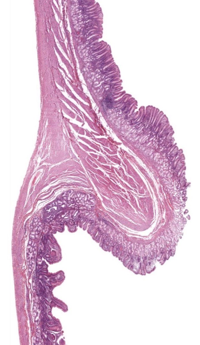<p>Identify the Structure</p>