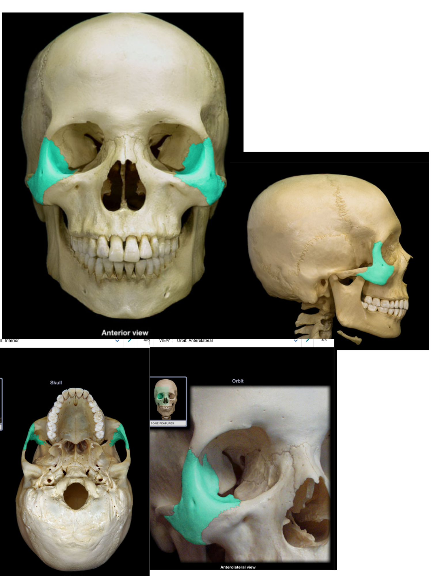knowt flashcard image