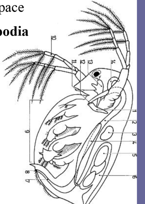 <p>phyllopodia</p><p>are the chief respiratory organs</p>