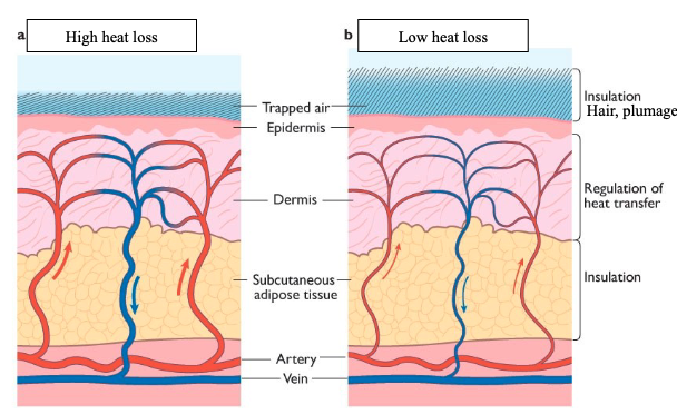 <ul><li><p>under normal conditions, metabolic heat is removed from the core by the blood through the skin by heading towards the dermis</p></li><li><p>insulation property of the skin inversely proportional to the blood flow</p></li><li><p>body can’t generate cold, so heat is lost</p></li></ul><p></p>