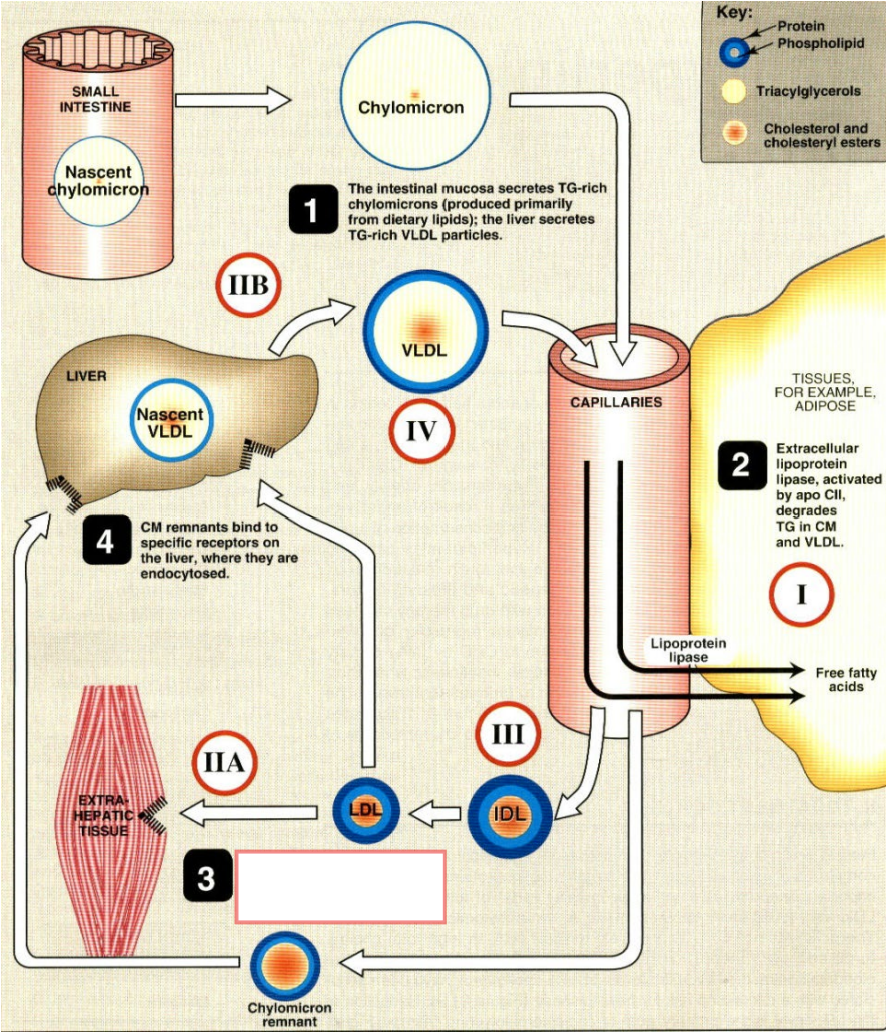 <p>What happens during step 3?</p>
