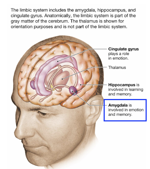<p>What are emotions?</p>