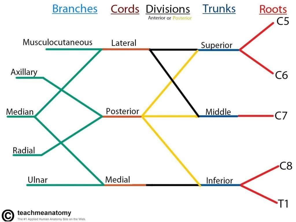 <p><span>Ulnar nerve</span></p><ul><li><p>this is the medial cord of the brachial plexus</p></li></ul><p></p>