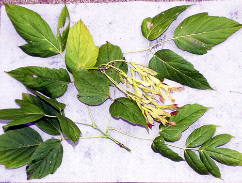 <p>scientific name</p>