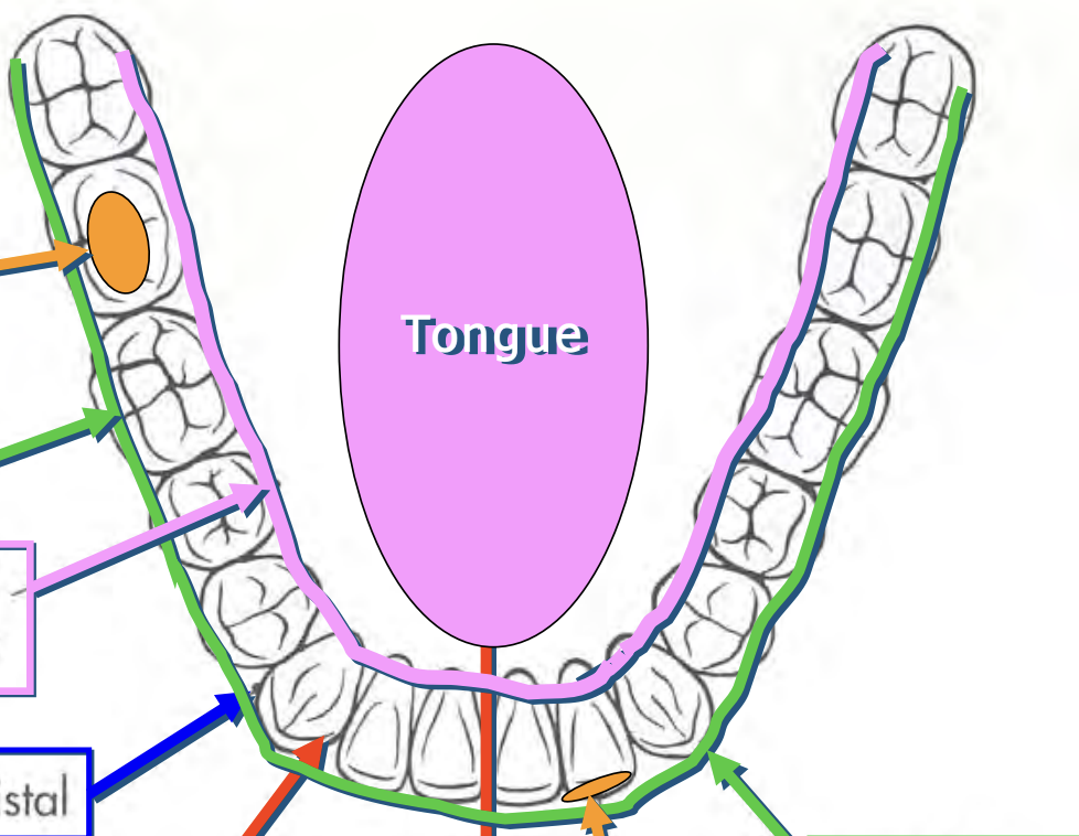 <p>What is the name of the indicated green section?</p>