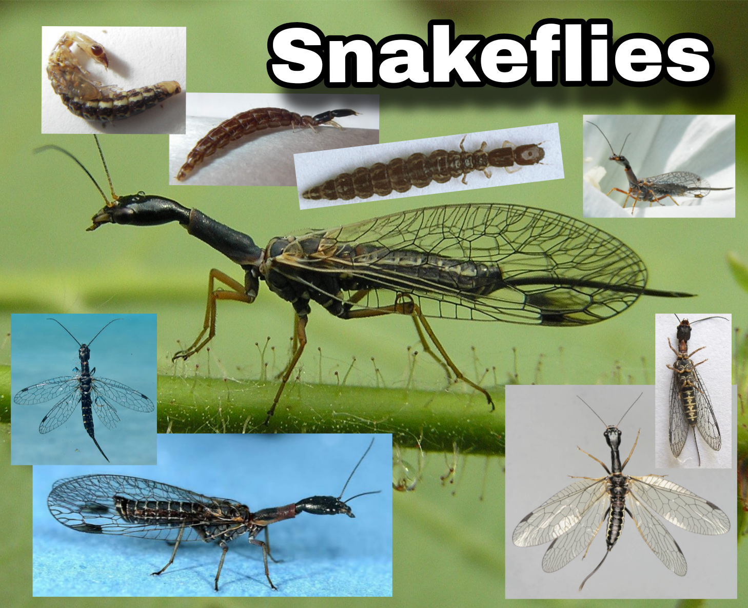 <p>Snakeflies</p>