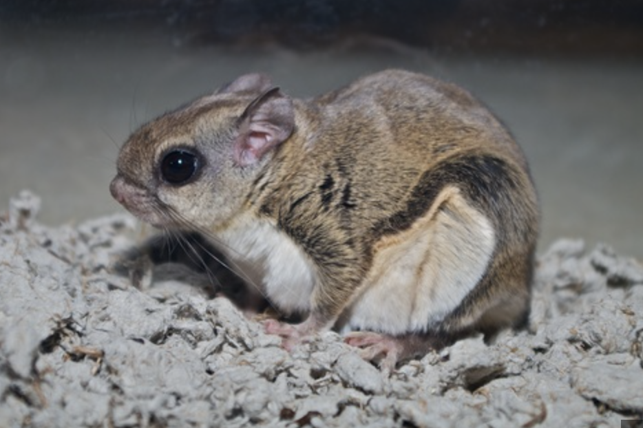 <p>Glaucomys oregonensis</p><p>Sciuridae</p><p>Rodentia</p><p>Euarchontoglires</p><p>Eutheria</p><p>Theria</p><p>Mammalia</p>
