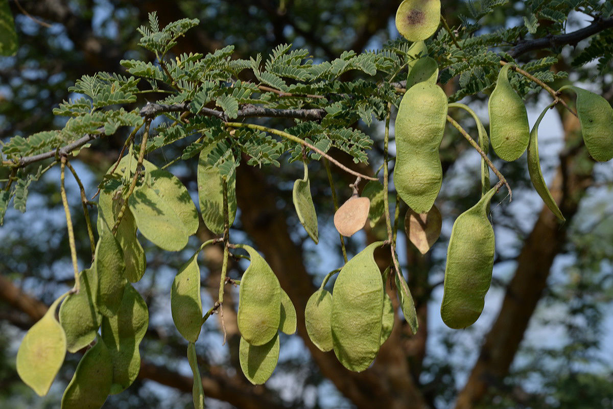 <p><strong>Common Name</strong>: Gum Arabic, gum acacia, Senegal gum, three-thorn acacia</p><p class="is-empty is-editor-empty has-focus"><strong>Parts Used</strong>: Sap (exudate) from stems and branches</p><p class="is-empty is-editor-empty has-focus"><strong>Pharmaceutical Use/s</strong>: <strong>Gum</strong>; emulsifier, thickener, tablet binder</p><p class="is-empty is-editor-empty has-focus"><strong>Major Metabolites</strong>: <strong>Gum Arabic</strong></p>