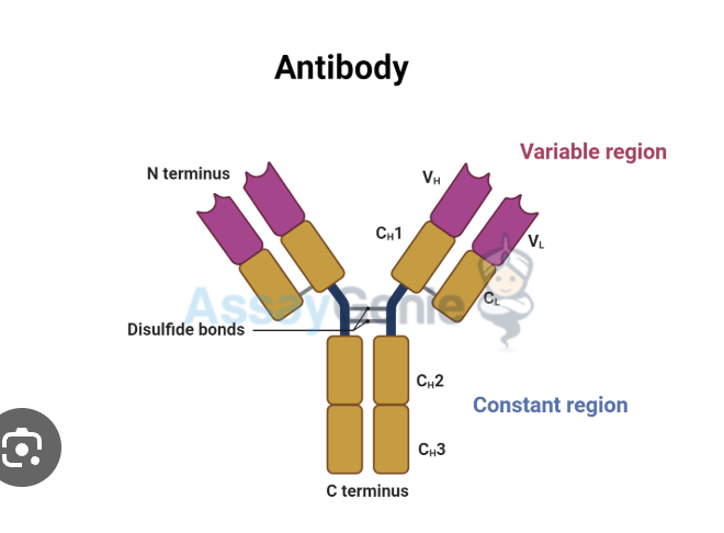 <p>what does antiboidy look like</p>