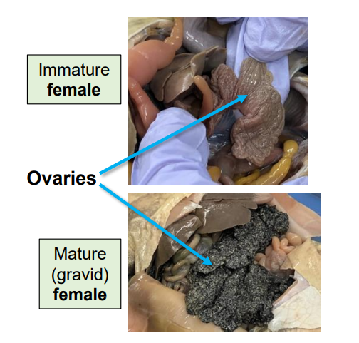 <p>Female reproductive organs that produce eggs.</p>