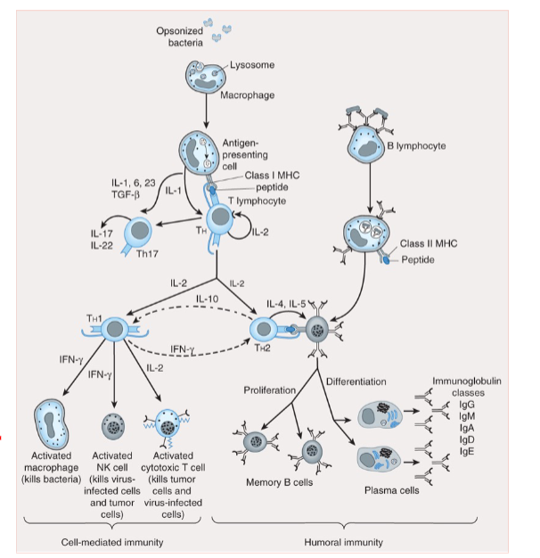 <p>responds to pathogens in an <strong>antigen specific manner</strong> and previous antigen via memory response</p>