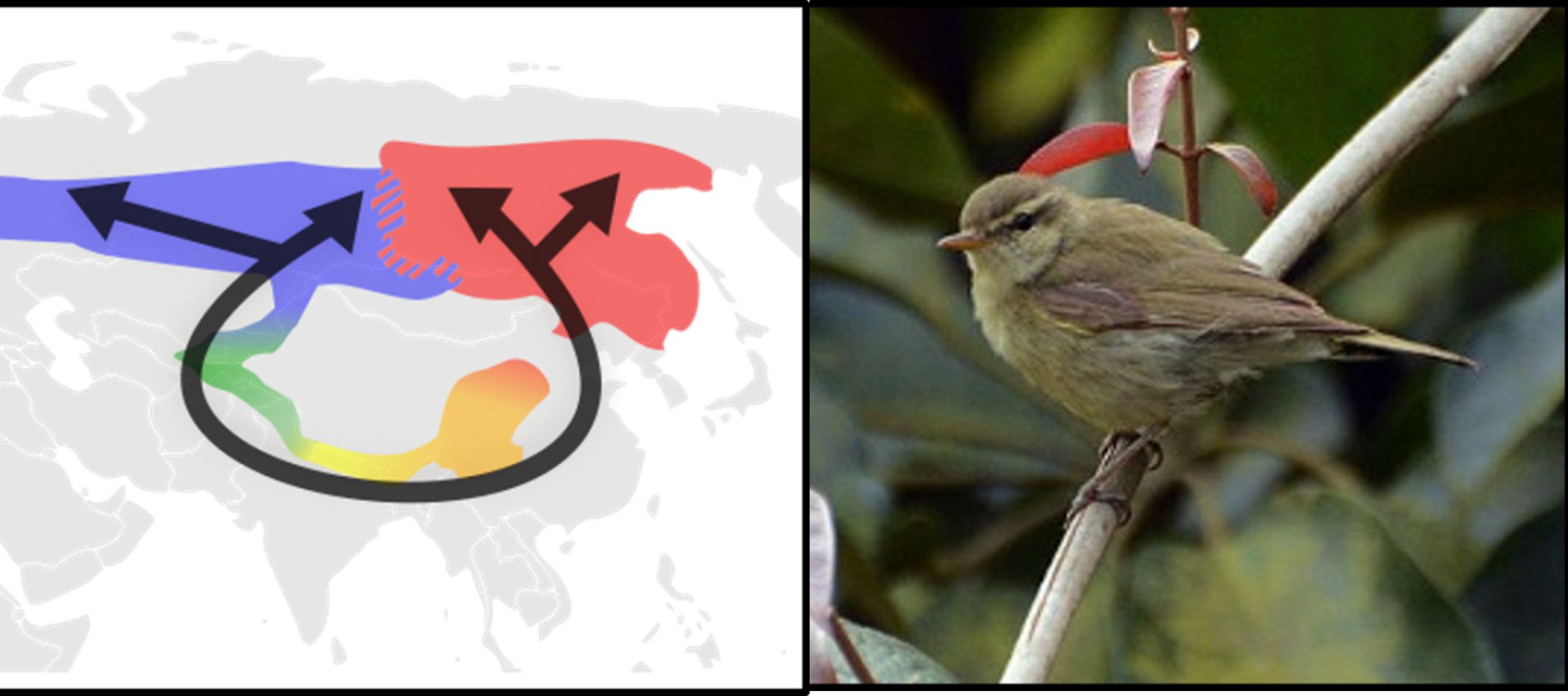 <ul><li><p>e.g., Eurasian Greenish Warblers</p><ul><li><p>originated south of Tibetan Plateau; gradually expanded northeast and northwest</p></li><li><p>populations vary, but interbreed freely until Siberian (called a ring species)</p></li><li><p>Siberian populations genetically morphologically distinct; rarely interbreed </p></li></ul></li></ul><p></p>