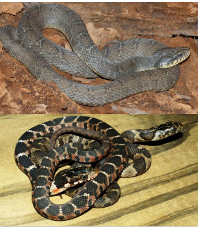 <p>Family: Natricidae</p><p>Location: East, South, Central KS</p><p>ID: gray/brown, dorsal and side blotches offset; belly is clean/cream/yellow; anal plate is divided; scales are strongly keeled; head is large and lightly colored supra labials with dark lines</p><p>Life/History: adults are frog specialists; juveniles prefer fish; bask diurnal and forage nocturnal; slow moving water; live birth</p>