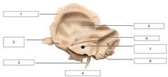 <p>name the bone</p>