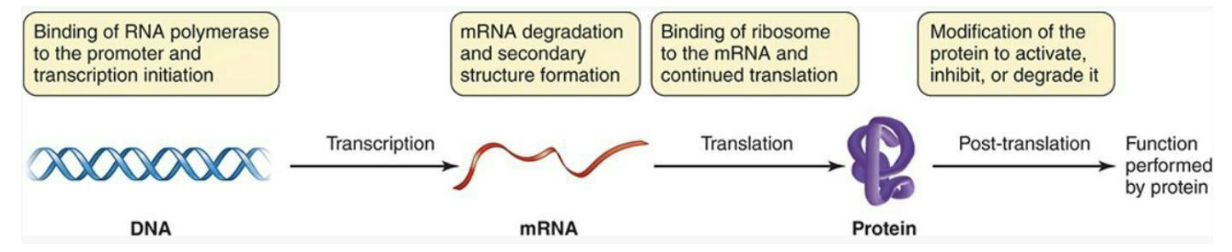 <ul><li><p>While modifying enzyme activity can control a cell’s biochemistry, the energy input to make the enzyme is already expended.</p></li><li><p>A better means of energy conservation would be to <strong><em>only make enzymes as needed.</em></strong></p><ul><li><p>Much of the control mechanisms work to <strong><em>prevent transcription</em></strong> (and thus, translation) of genes when they aren’t required.</p></li><li><p>Often, this control involves <strong><em>regulatory molecules and DNA-binding proteins</em></strong> that affect the ability of RNA polymerase to bind to the promoter on DNA.</p></li></ul></li></ul><p></p>