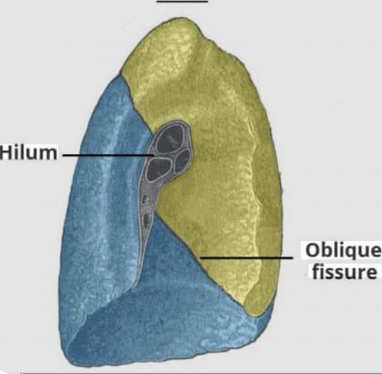 <p>smaller lung, consists of two lobes: upper and lower, also responsible for oxygen exchange. </p>