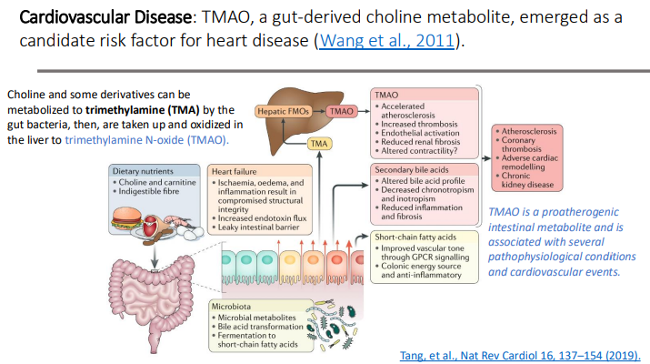 <p>proatherogenic; pathophysiological; cardiovascular </p>