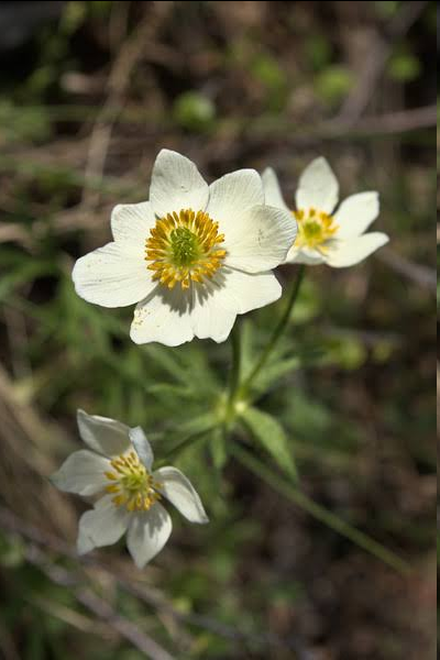 <p><span style="font-family: "Open Sans";"><em>Anemonastrum narcissiflorum</em>, the narcissus anemone</span></p>