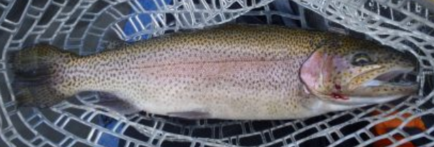 <p>Oncorhynchus mykiss</p><p>nonnative</p><p>vary in color, back may be blue/green to olive, red/pink band along each side, white belly and small black spots over sides, back, and tail </p>