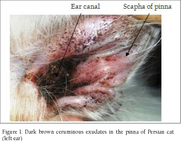 <p>Ear mite clinical signs</p>
