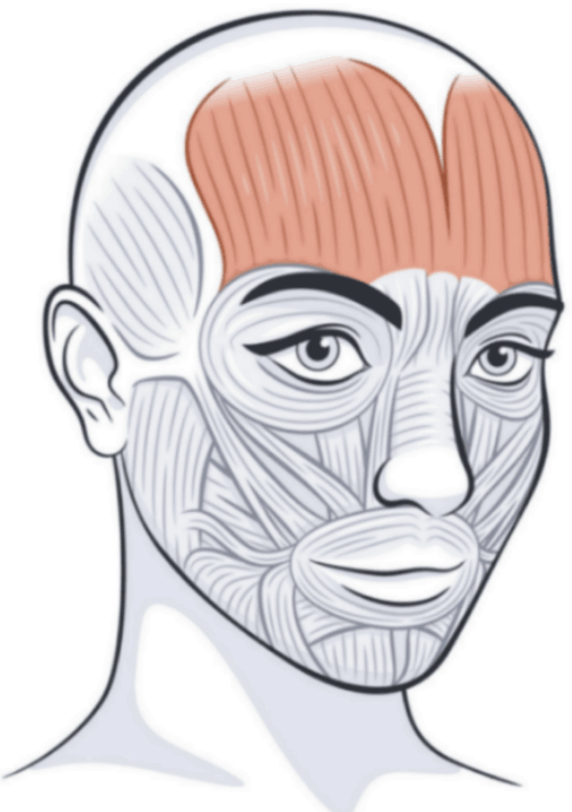 <p><span style="background-color: transparent; font-family: "EB Garamond", serif;"><span>lifts the eyebrows, pulls the scalp forward, and creates forehead wrinkles</span></span></p>