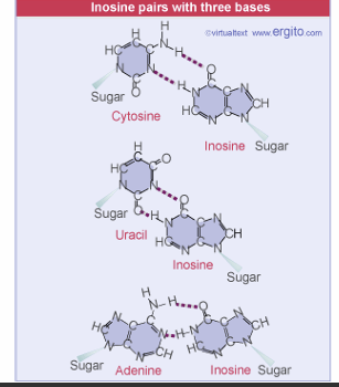 <p>¿Por qué la base inusual <strong>Inosina (I)</strong> es el elemento de mayor promiscuidad oscilante y qué ventaja adaptativa confiere al tRNA?</p>