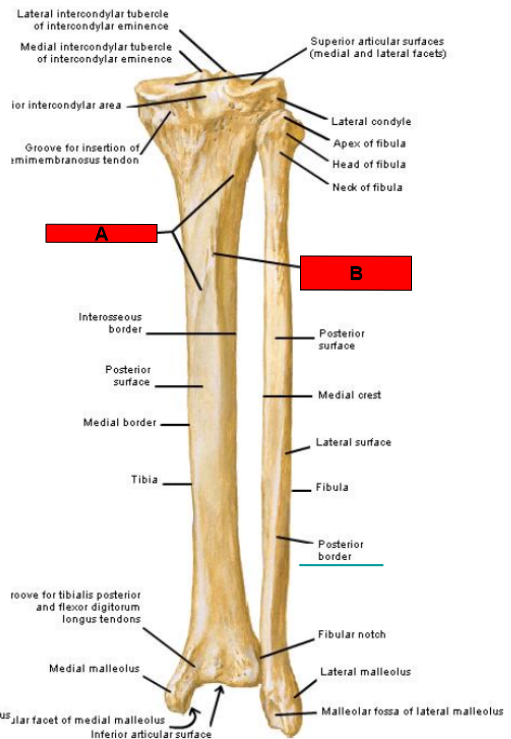 <p>What is indicated by A?</p>