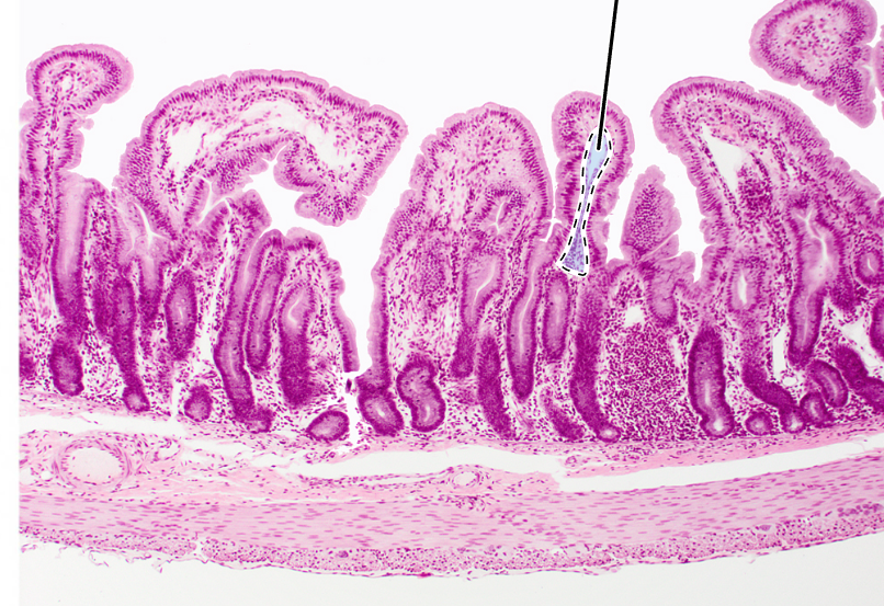 knowt flashcard image