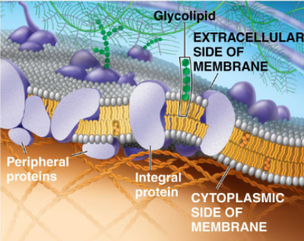 <ul><li><p>membrane proteins mediate movement of hydrophilic substances</p></li><li><p>are often amphipathic, meaning they have both hydrophilic and hydrophobic regions</p></li><li><p>integral proteins:</p><ul><li><p>embedded (partially or fully) into the membrane</p><ul><li><p>e.g. transmembrane proteins are integral membrane proteins that fully span the entire membrane, contracting both extracellular and cytoplasmic areas</p></li></ul></li></ul></li><li><p>peripheral membrane proteins:</p><ul><li><p>are associated with the membrane, but not actually embedded within it</p></li></ul></li></ul><p></p>