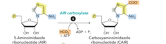 <p>substrate: AIR</p><p>enzyme: AIR carboxylase</p><p>product: CAIR</p>