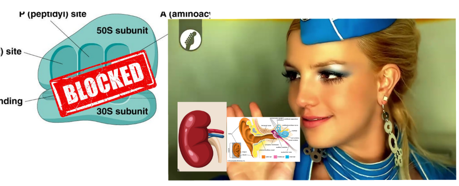 <p>Deafness (ototoxicity) and neurotoxicity. this is why kidney function must be monitored during aminoglycoside therapy</p>