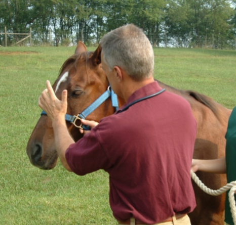 <p>Step 3: The veterinarian is ______________ the sinuses</p>