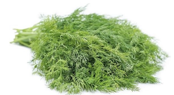 <p>baby dill</p>