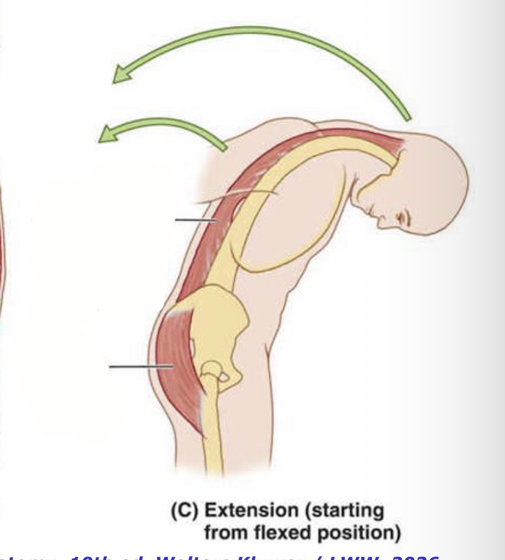<p>extensio raumenys</p>