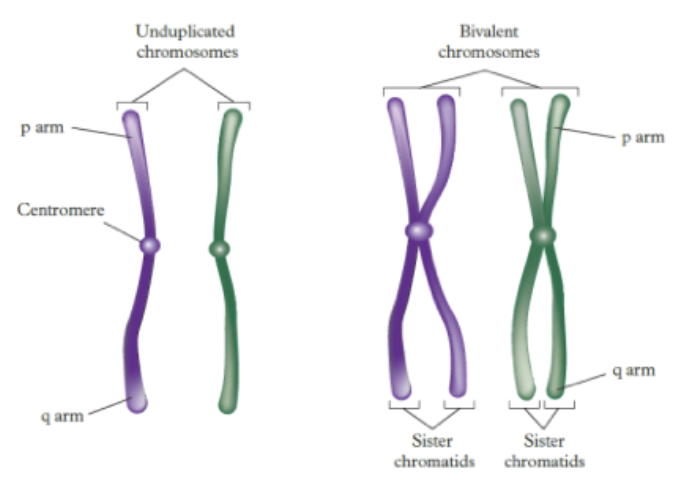 <ul><li><p>4 chromatids that form 2 pairs of homologous sister chromatids which are connected to form bivalent chromatids</p></li></ul><p><span style="background-color: rgb(229, 224, 236);">Bivalent chromosomes: </span>A paired, connected set of homologous chromosomes formed during Meiosis I</p><p><span style="background-color: rgb(229, 224, 236);">Sister chromatids: </span>Two identical copies of a single replicated chromosomes joined by a centromere</p>