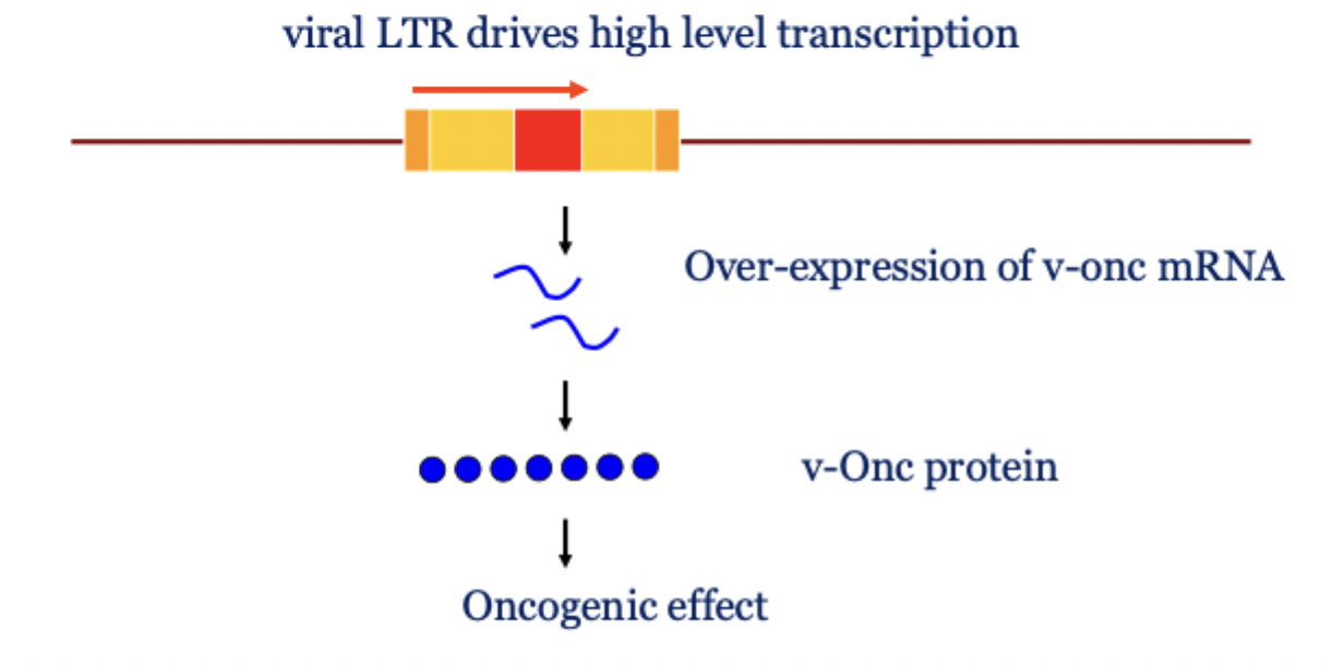 <p>Infection of a new cell by a recombinant retrovirus carrying a transduced cellular onc gene (v-onc)</p>